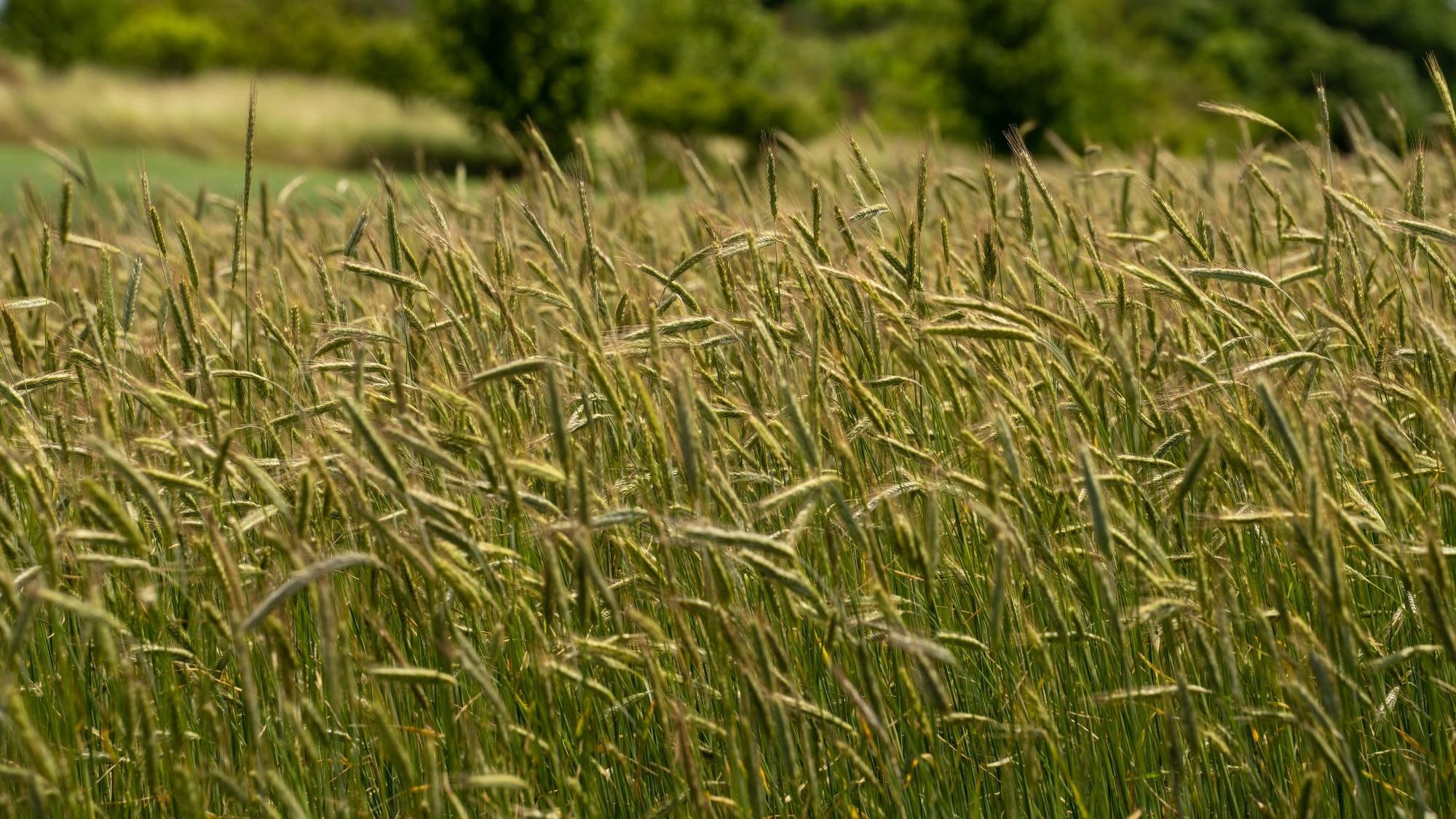 Lato na prowincji - zdjęcie 29