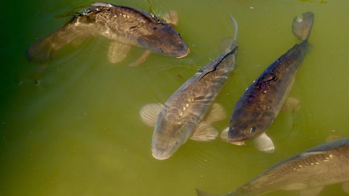 Polska unijnym liderem w hodowli karpia. Produkcja w mijającym roku jednak spadła