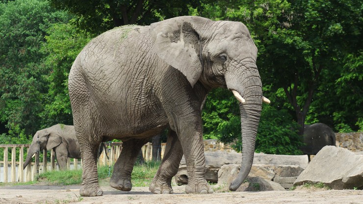 Nie żyje słonica Erna z warszawskiego zoo. Miała 35 lat