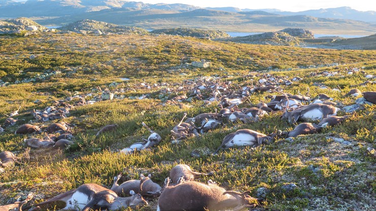 Norwegia: ponad 300 reniferów zginęło podczas burzy