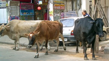 Indie: kara dożywotniego więzienia za ubój krów