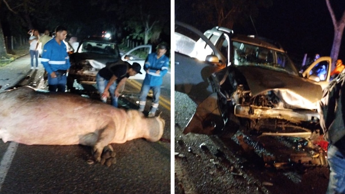 Kolumbia: Plaga hipopotamów Pablo Escobara. Zwierzę zginęło pod kołami samochodu