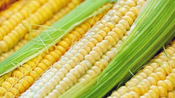 Zbiory kukurydzy w Polsce w 2023 roku mogą wynieść nawet 7 milionów ton. Co to oznacza dla rolników?