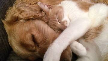 Kto jest mądrzejszy: pies czy kot? Odpowiedź zaskakuje