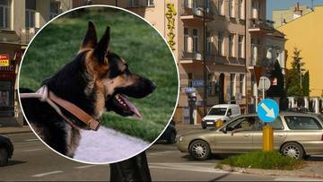 Szła chodnikiem, nagle spadł na nią pies. 21-latka trafiła do szpitala