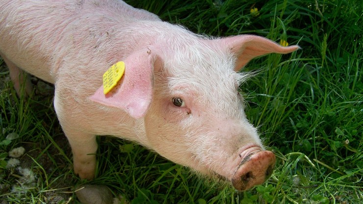 KE: 9,3 mln euro dla polskich hodowli dotkniętych afrykańskim pomorem świń