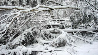 15.04.2021 08:00 Zawieje śnieżne powodują szkody. Tysiące odbiorców bez prądu, setki połamanych i powalonych drzew