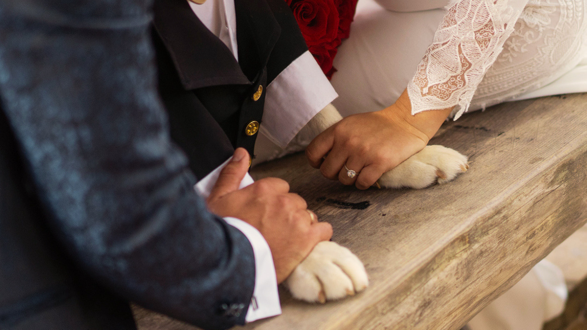 Ecuador allows dogs as wedding witnesses — over 50 couples have taken part