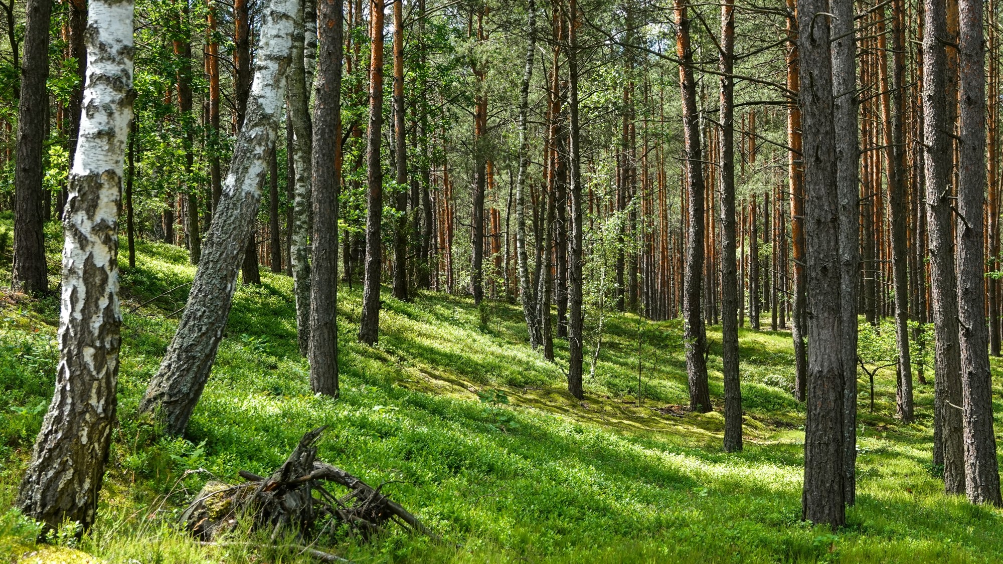 Środek lata w plenerze - zdjęcie 34