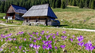 28.04.2022 05:58 Nie musisz jechać w Tatry, żeby zobaczyć krokusy. U nas obejrzysz zdjęcia z Polany Chochołowskiej