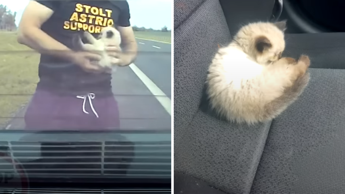 Dolnośląskie: Kierowca chciał uratować kota na drodze. "Trochę szalone to było"