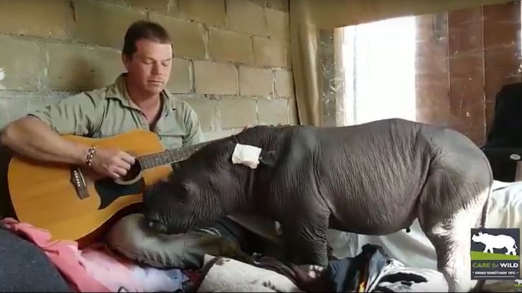 Nie chciała go matka. Opiekunowie grają nosorożcowi kołysanki na gitarze