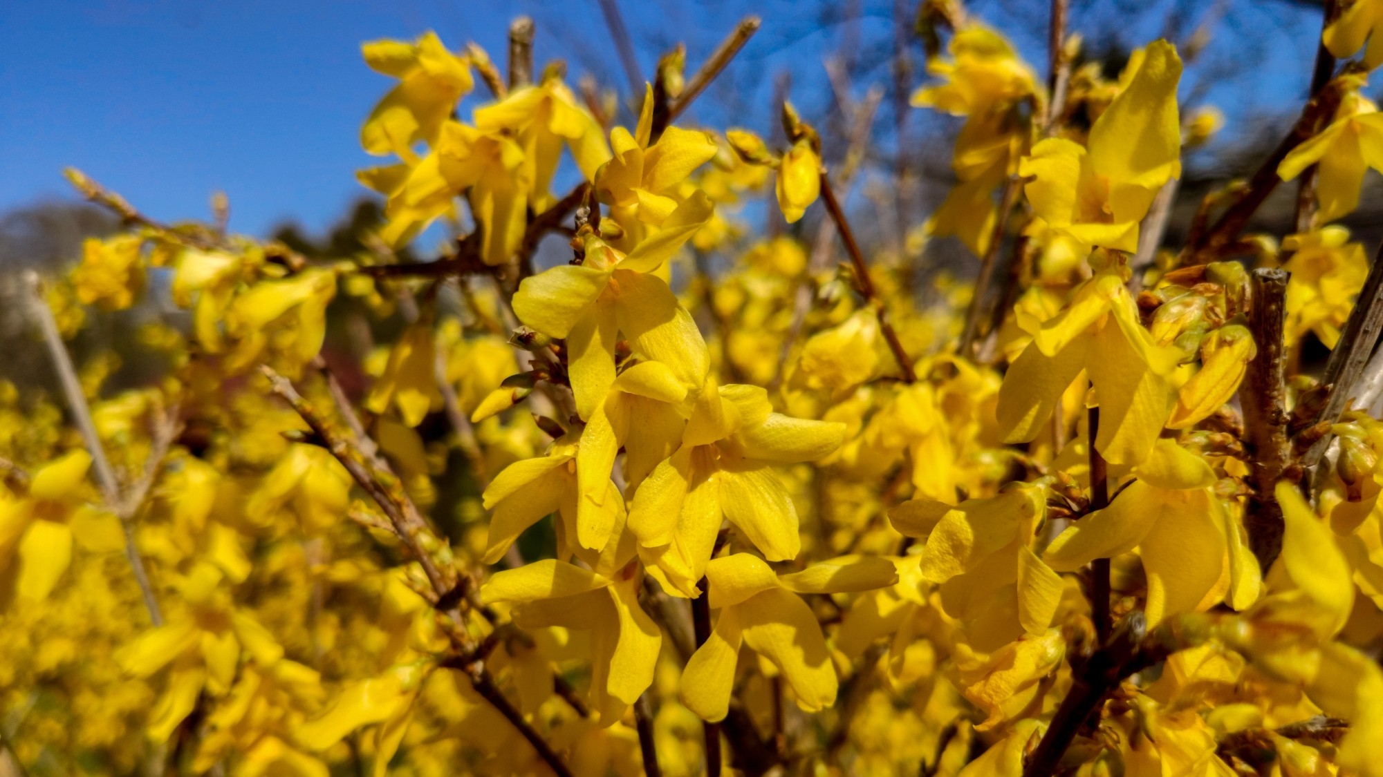 Kwitnąca wiosna - zdjęcie 6