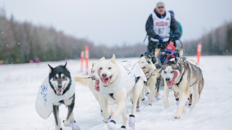 Psy na dopingu! Skandal podczas wyścigu Iditarod