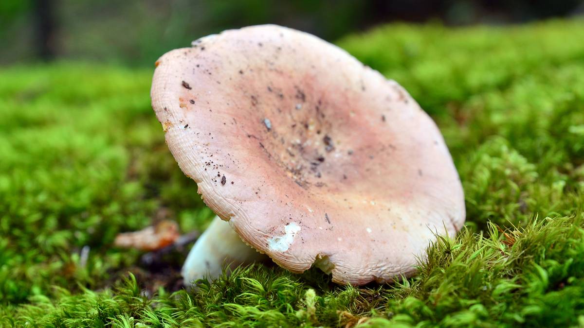 Czerwiec to sezon na gołąbka wybornego — grzyb ceniony wyżej niż podgrzybek