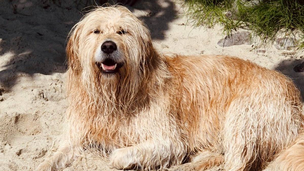 Wysokie mandaty na plażach. Nie wszędzie można wejść z psem