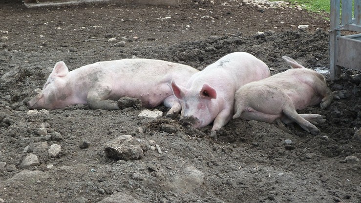 W ciągu kilku dni uśpią ponad 8 tys. świń. ASF na Podlasiu