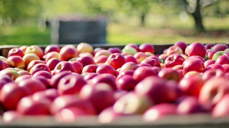 Kradli jabłka, mogą trafić do więzienia na kilka lat. Bo to 5 ton owoców było