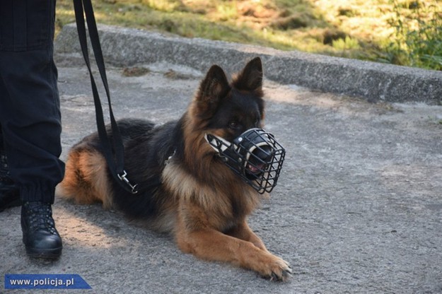 Ibej najlepszym psem patrolowo-tropiącym w Polsce. Zakończyły się XVI kynologiczne mistrzostwa policji