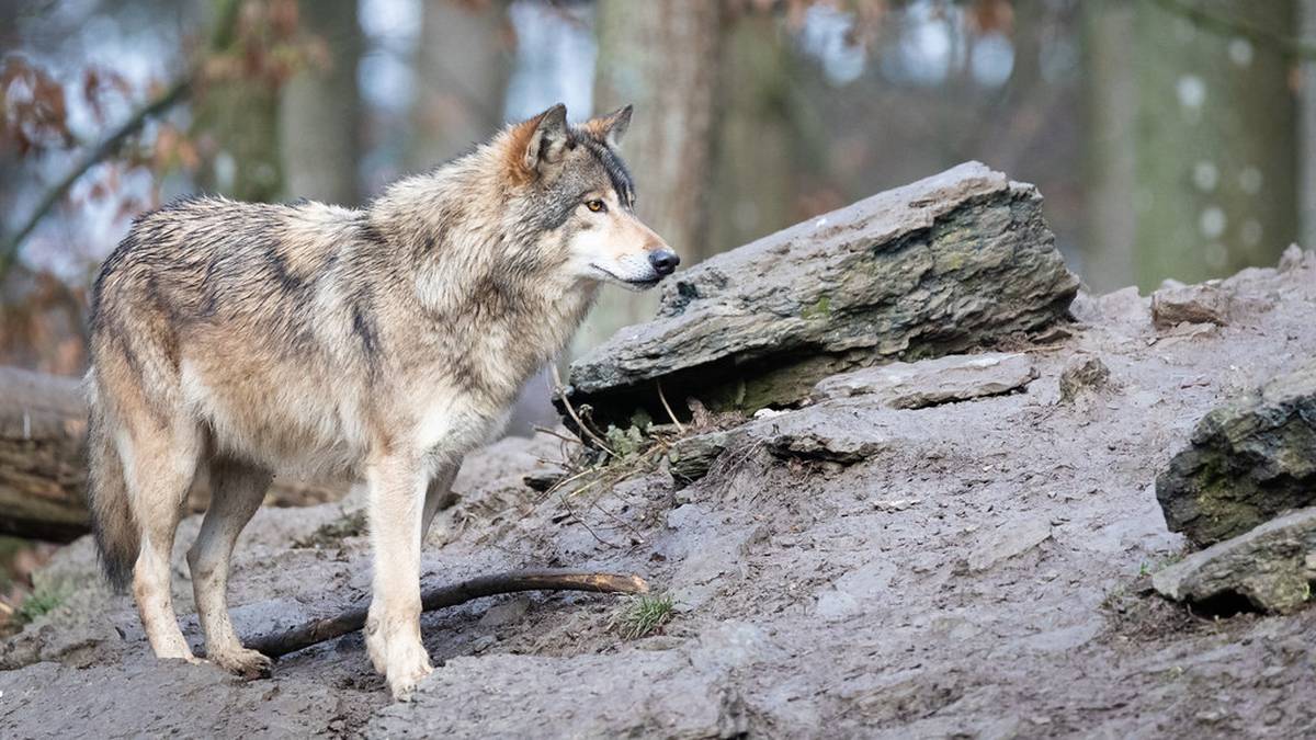 Wilki w popularnym uzdrowisku. Wydano ostrzeżenie