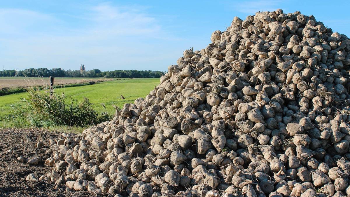 Klęska urodzaju w Niemczech. Buraki wciąż zalegają na polach