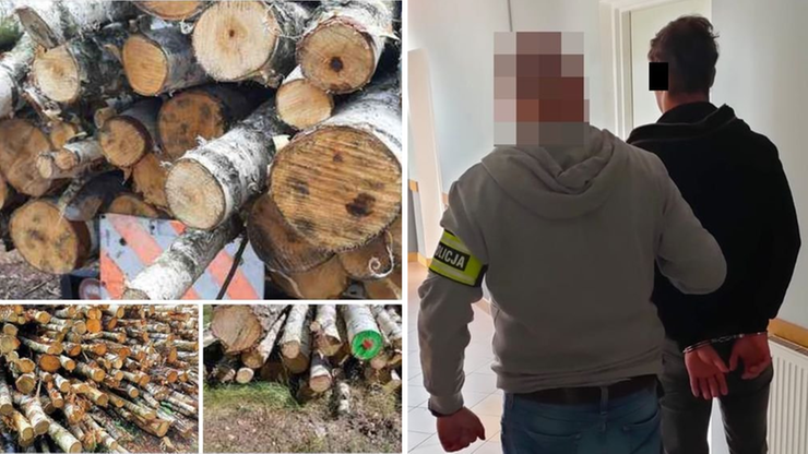 Lubelskie. Złodzieje drewna kazali "pisać na priv". Na zlecenia z internetu wycięli drzew za 10 tys.