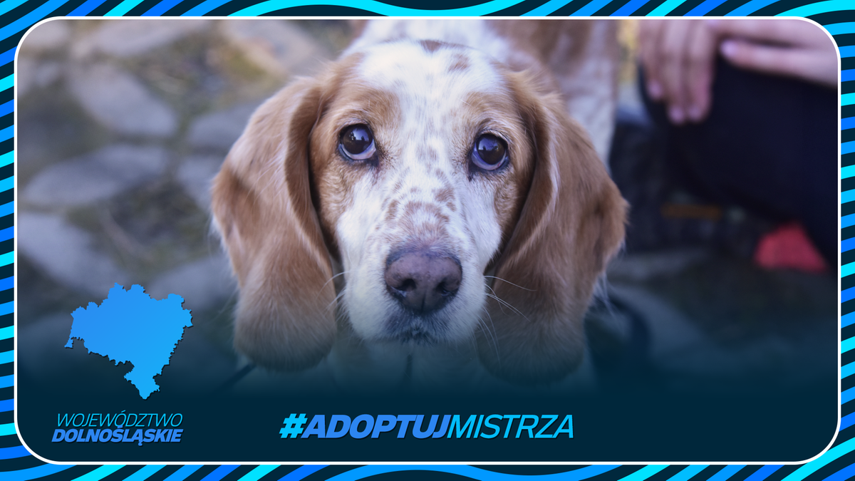 Zdjęcie przedstawia psa z pytającym spojrzeniem, z widocznymi na sierści brązowymi cętkami. W rogu widnieje mapa województwa dolnośląskiego z hasłem #AdoptujMistrza.