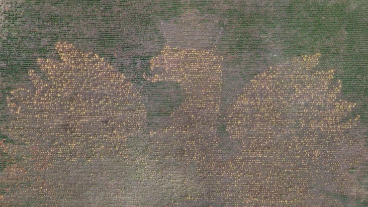 Gigantyczne godło Polski ze 100 tys. drzew. Są pierwsze zdjęcia