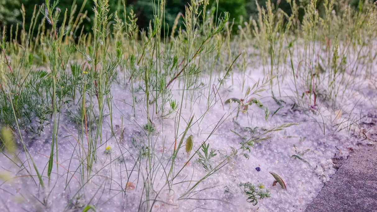 Maj w obiektywie - zdjęcie 12