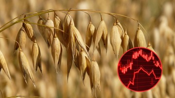Aktualne ceny zbóż pod koniec września 2023. Sytuacja nie wygląda dobrze