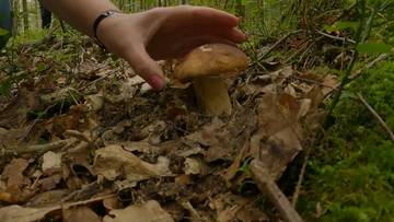 Dłoń dotykająca borowika rosnącego w leśnej ści&oacute;łce