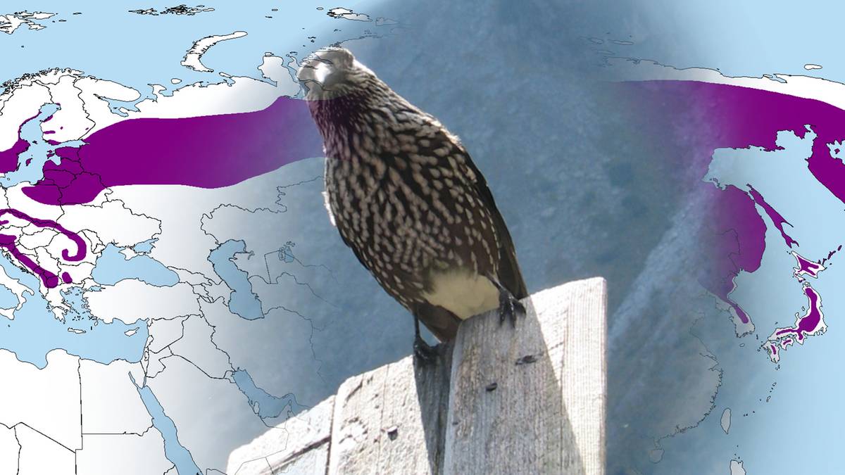 Ptak orzech&oacute;wka siedzący na drewnianym elemencie, z mapą Europy i Azji w tle.
