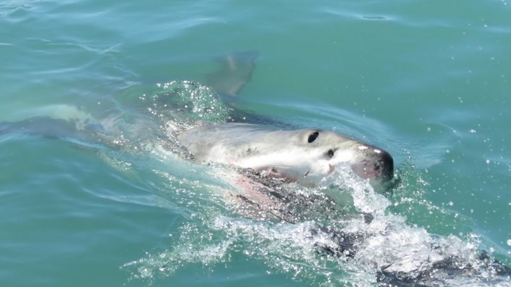 16-latka wskoczyła do rzeki popływać z delfinami. Zabił ją rekin 