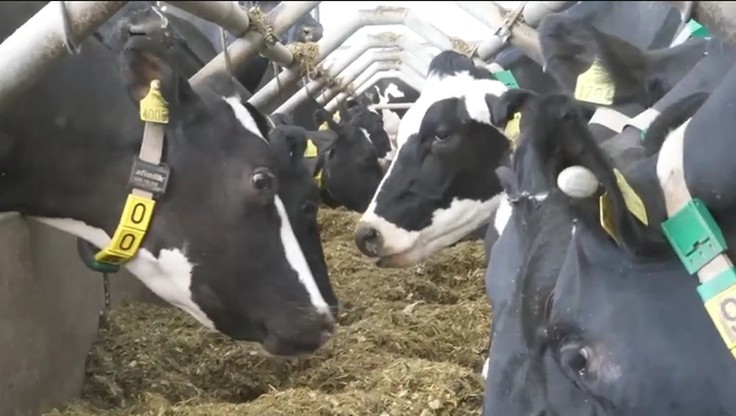 Brytyjskie krowy testują technologię 5G