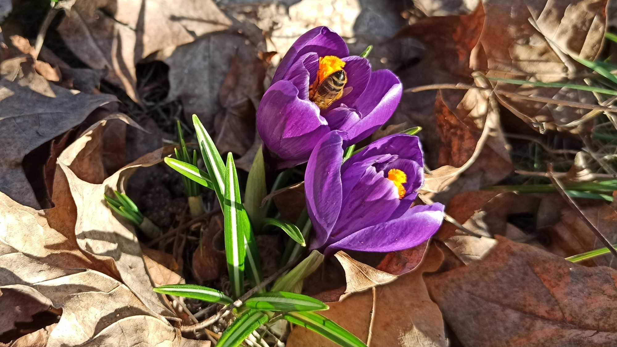 Wiosenna pobudka - zdjęcie 9