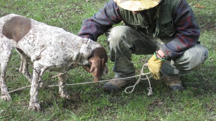 "Wojna truflowa" w Piemoncie. Nielegalni zbieracze trują psy