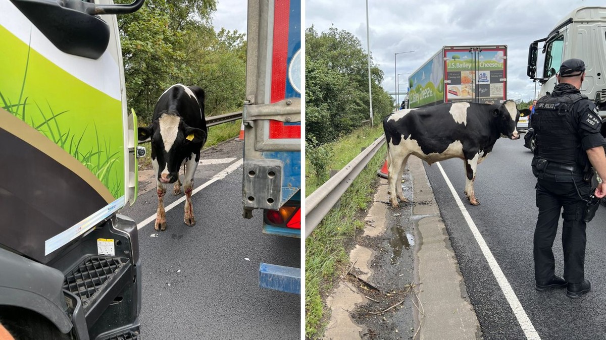 Anglia: Krowy wypadły z pędzącego tira. Ruch na autostradzie został wstrzymany