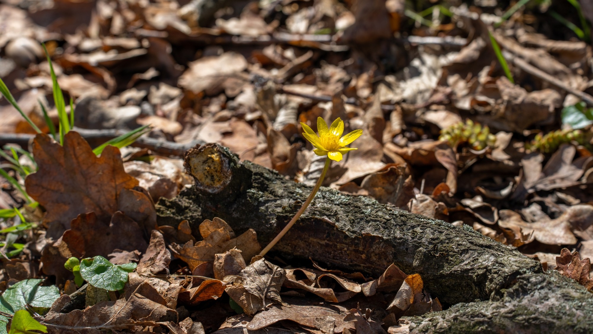 Miejska przyroda - zdjęcie 21