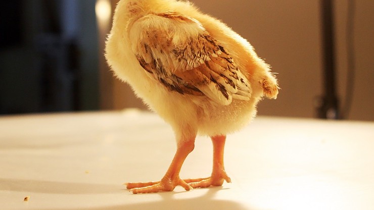 280 tys. kurczaków zostanie wybitych z powodu ptasiej grypy w Japonii