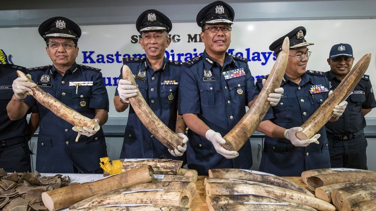 23 kły słoni i 300 kg łusek pangolinów. W Malezji skonfiskowano ładunek warty ok. 1 mln dolarów