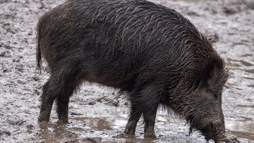 Afrykański pomór świń przekroczył Wisłę. Resort rolnictwa chce, by wojsko szukało padłych dzików