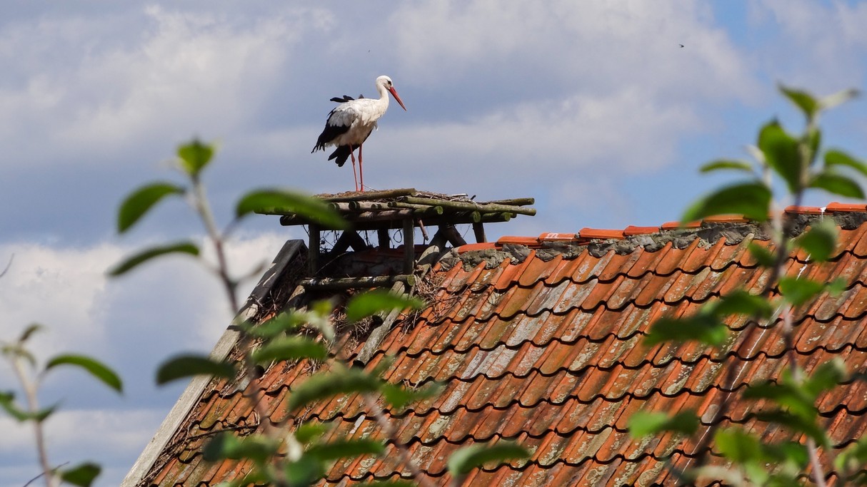 Bociania wioska - zdjęcie 4