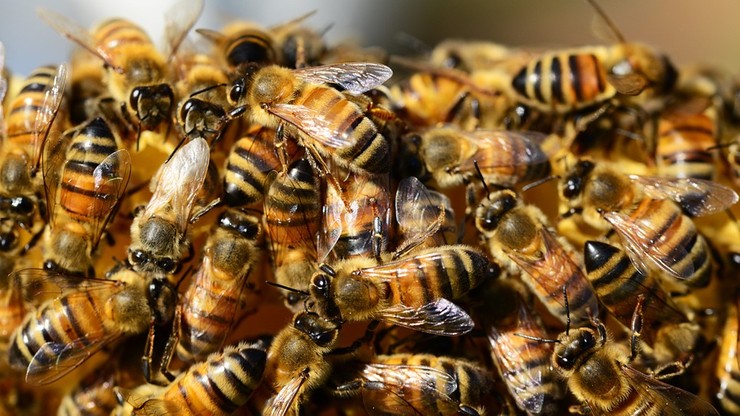 W Polsce przybywa pszczół