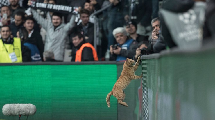 Liga Mistrzów: Największy kot meczu Besiktas - Bayern! Kto nim został?
