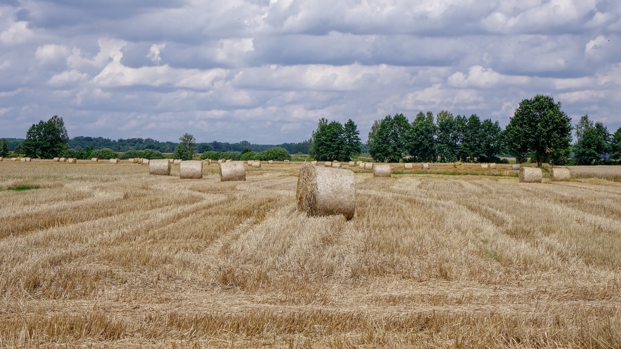 Sierpień w obiektywie - zdjęcie 20
