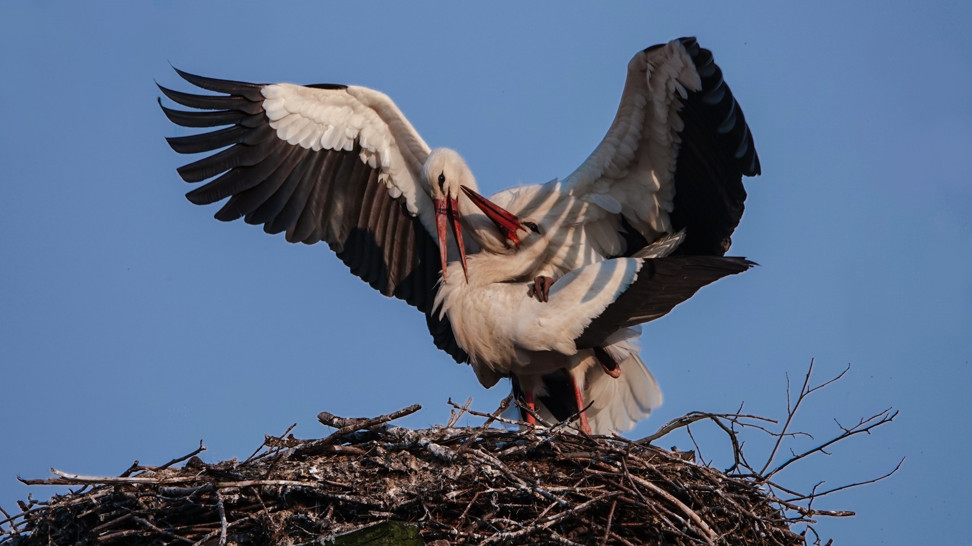 100 najpiękniejszych zdjęć 2020 roku - zdjęcie 20
