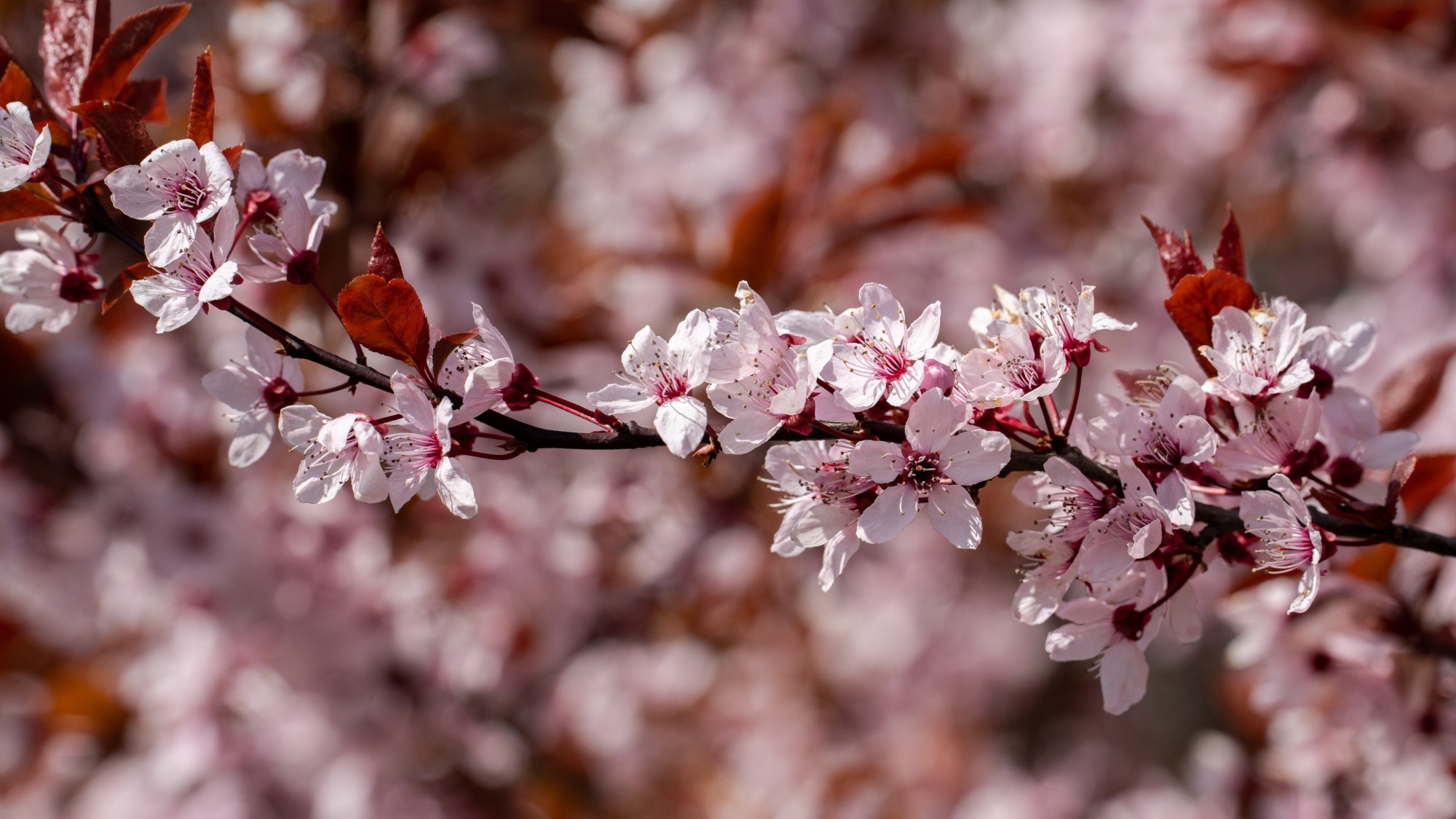 Miejska przyroda - zdjęcie 39