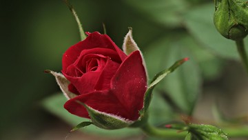 Przycinanie róż na wiosnę - terminy i zasady, czyli jak to zrobić prawidłowo?