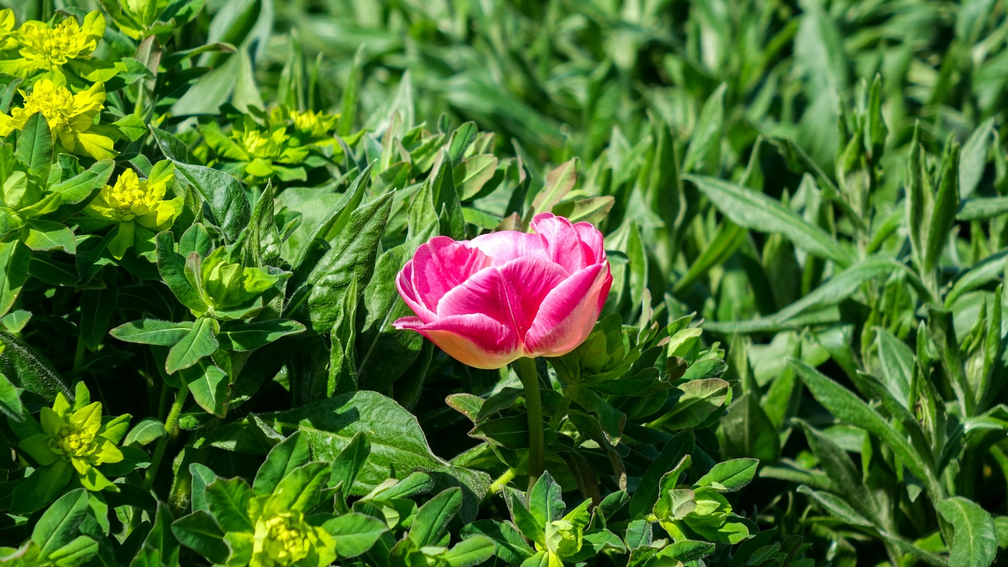 Kwitnąca wiosna - zdjęcie 35