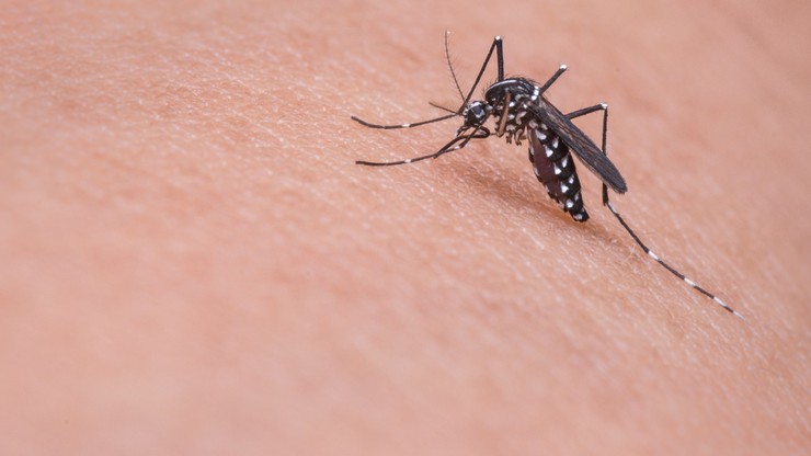 77-latek zmarł po ukąszeniu komara. Miał gorączkę Zachodniego Nilu